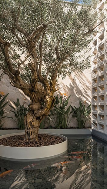 An olive tree in a circular bed above a koi pond, against a pierced block screen.